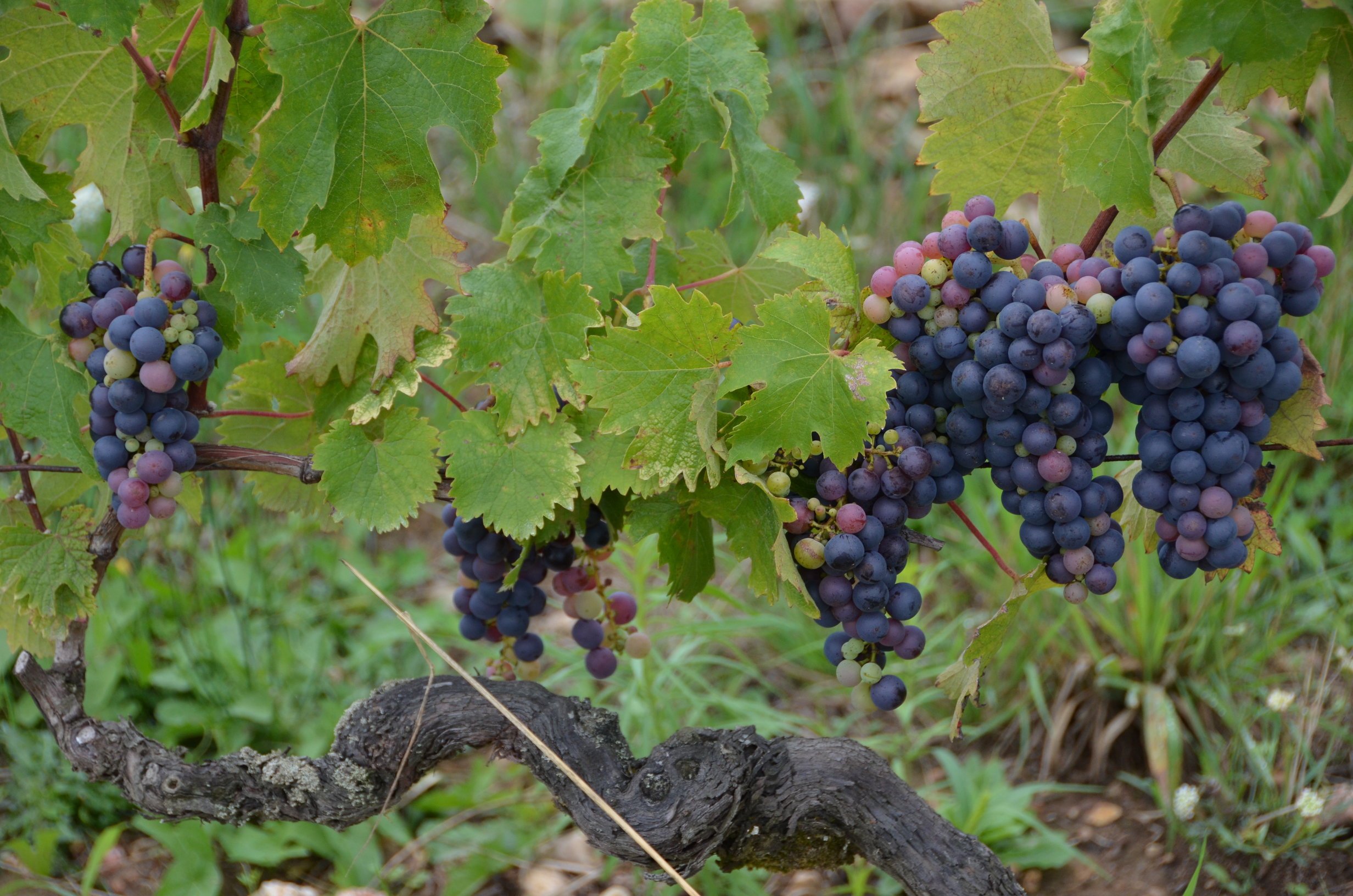 Rsz un grolleau fin août